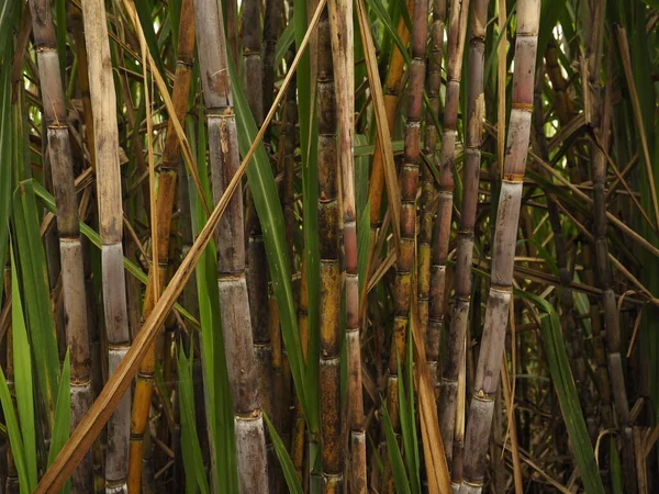 Kosta Rika vahşi ormanı