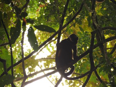 KOSTA RİKA 'DA BİR Ağacın İçindeki Vahşi Keşiş