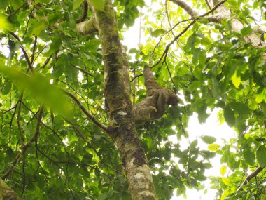 KOSTA RİKA 'DA BİR Ağacın İçindeki Vahşi Keşiş
