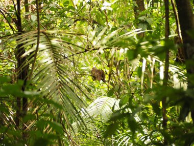KOSTA RİKA 'DA BİR Ağacın İçindeki Vahşi Keşiş