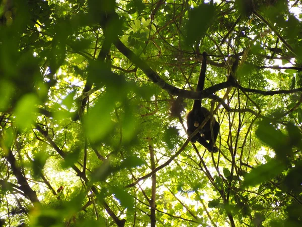 Wild Monkey Tree Costa Rica — стокове фото