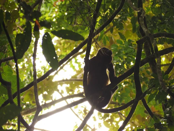 Wild Monkey Egy Faházban Costa Rica Ban — Stock Fotó
