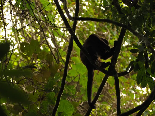Monqueiro Vindo Uma Árvora Costa Rica — Fotografia de Stock