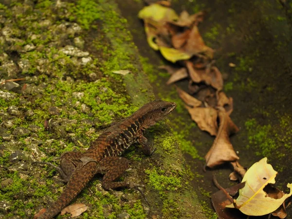 Wild Lizard Dem Jungle Costa Rica — Stockfoto