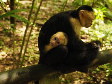 KOSTA RICA 'NIN YAŞIĞI Keşiş