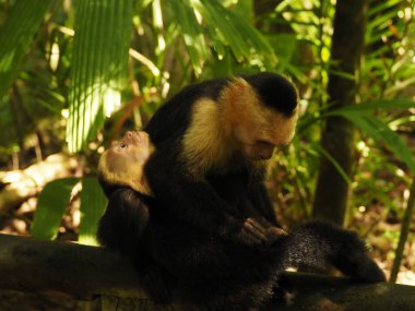 KOSTA RICA 'NIN YAŞIĞI Keşiş
