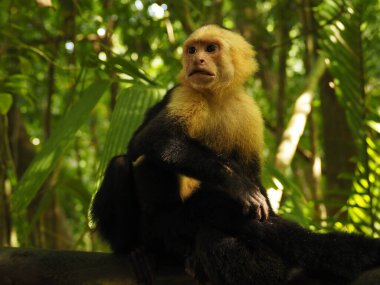 KOSTA RICA 'NIN YAŞIĞI Keşiş
