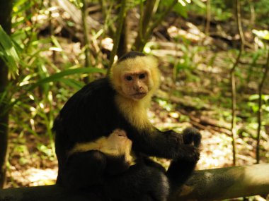 KOSTA RICA 'NIN YAŞIĞI Keşiş
