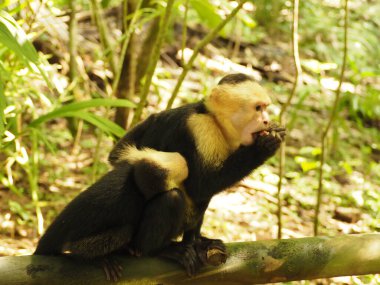 KOSTA RICA 'NIN YAŞIĞI Keşiş