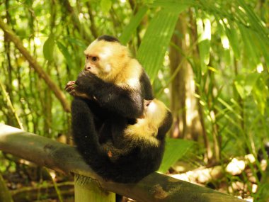 KOSTA RICA 'NIN YAŞIĞI Keşiş