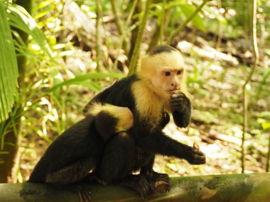 KOSTA RICA 'NIN YAŞIĞI Keşiş