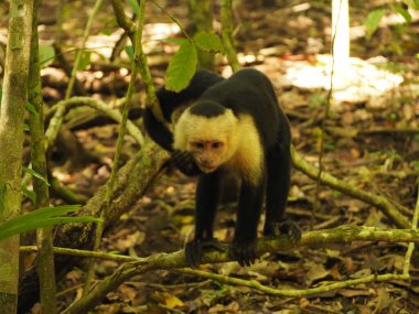 KOSTA RICA 'NIN YAŞIĞI Keşiş