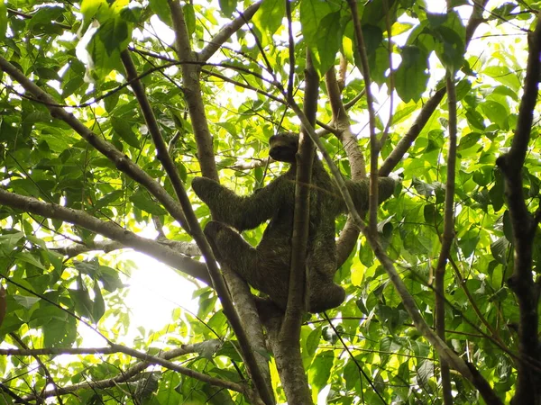 Wild Monkey Costa Rica Jungláljában — Stock Fotó