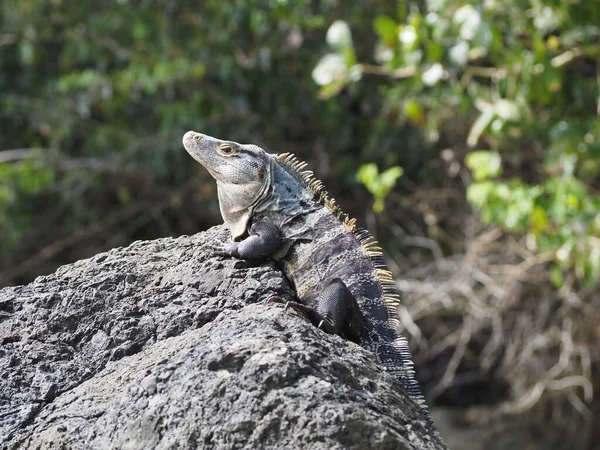Wild Lizard Jungle Costa Rica — Photo