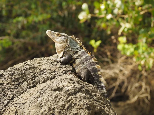 Wild Lizard Dem Jungle Costa Rica — Stockfoto