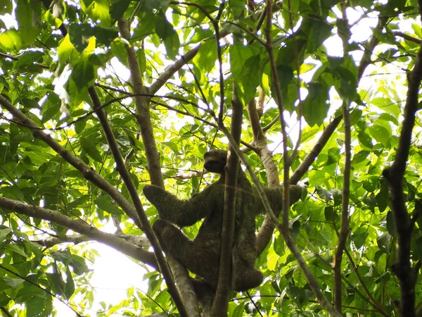 KOSTA RICA 'NIN YAŞIĞI Keşiş