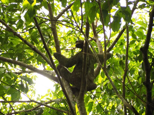 Monkey Sera Dans Jungle Costa Rica — Photo