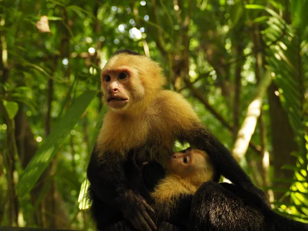 Scimmia Selvatica Nel Giugno Costa Rica — Foto Stock