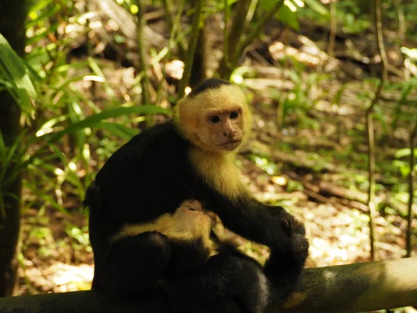 Wild Monkey Jungle Costa Rica — Stockfoto