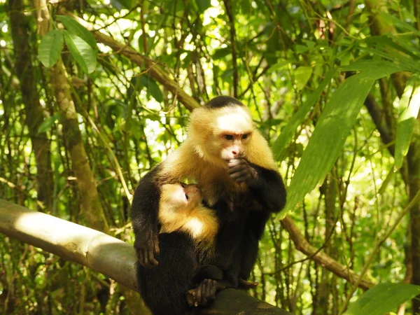 Scimmia Selvatica Nel Giugno Costa Rica — Foto Stock