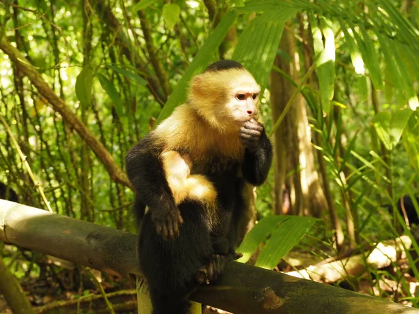 Monkey Sera Dans Jungle Costa Rica — Photo