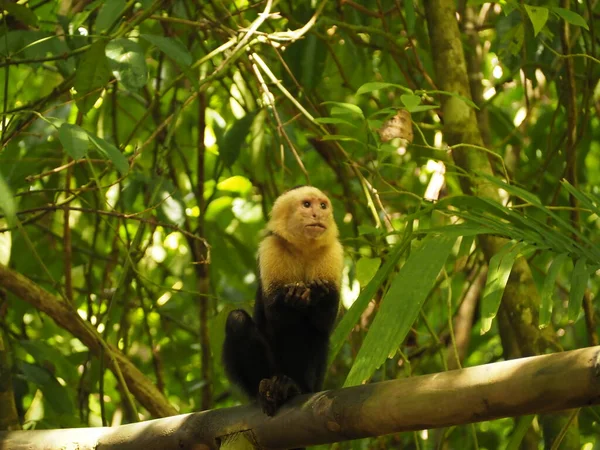 Monqueiro Vindo Jungle Costa Rica — Fotografia de Stock