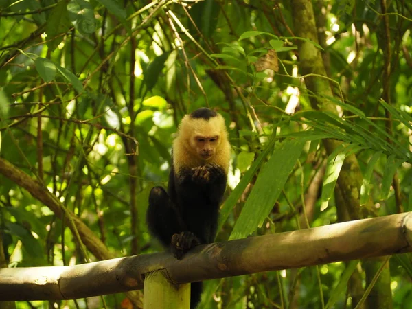 Scimmia Selvatica Nel Giugno Costa Rica — Foto Stock