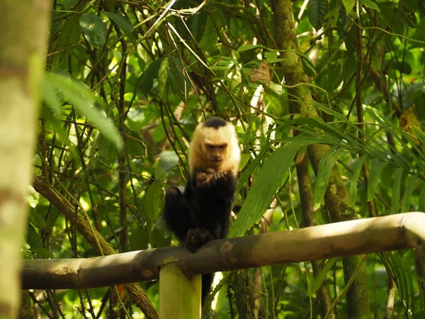 Monkey Sera Dans Jungle Costa Rica — Photo
