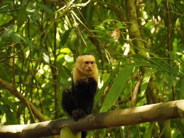 Scimmia Selvatica Nel Giugno Costa Rica — Foto Stock