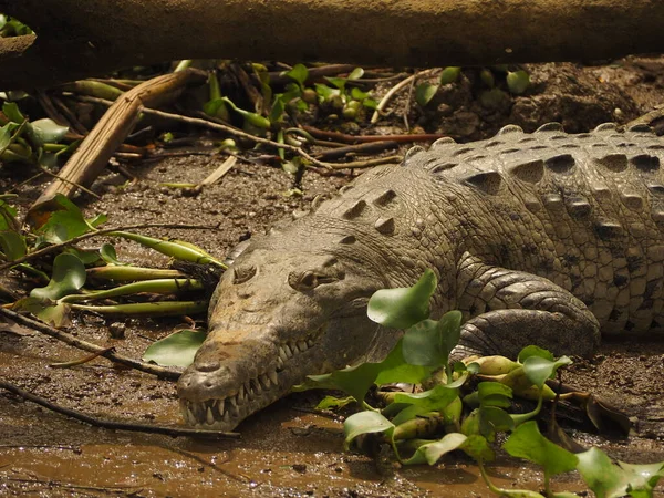 Wild Crocodile River Costa Rica — ストック写真