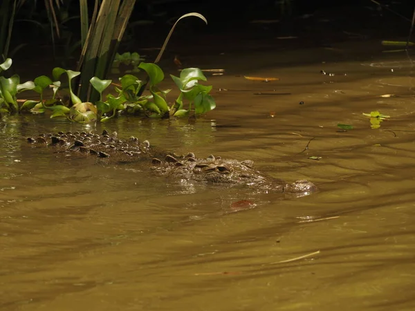 Kosta Rika 'da bir nehirde vahşi timsah.