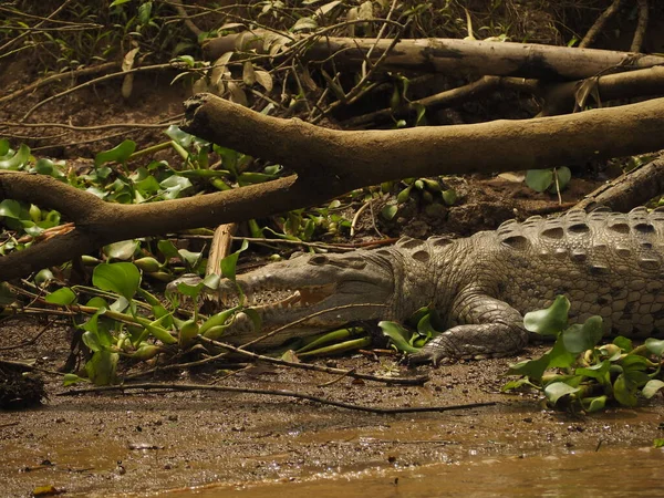 Wild Crocodile River Costa Rica — Stock Photo, Image