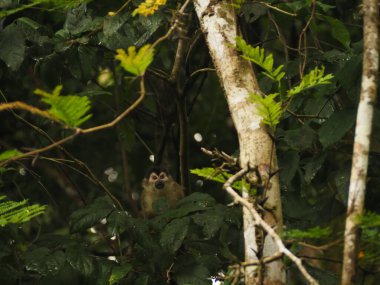 KOSTA RICA 'NIN YAŞIĞI Keşiş