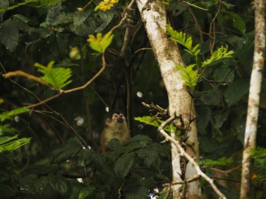 KOSTA RICA 'NIN YAŞIĞI Keşiş