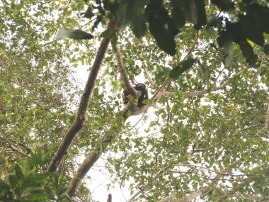 KOSTA RICA 'NIN YAŞIĞI Keşiş