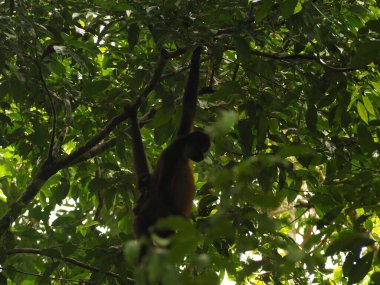 KOSTA RICA 'NIN YAŞIĞI Keşiş