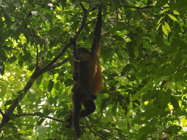 KOSTA RICA 'NIN YAŞIĞI Keşiş
