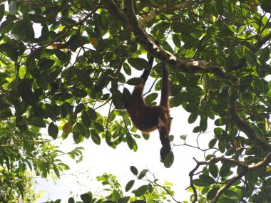 KOSTA RICA 'NIN YAŞIĞI Keşiş