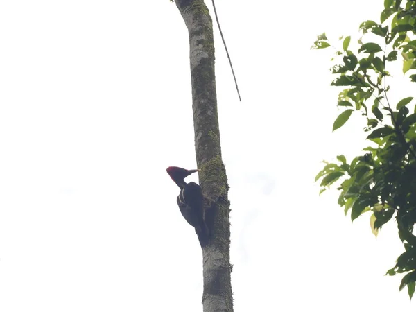 Wild Bird Tree Costa Rica — Stockfoto