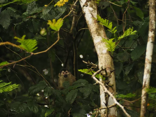 KOSTA RICA 'NIN YAŞIĞI Keşiş