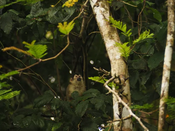KOSTA RICA 'NIN YAŞIĞI Keşiş