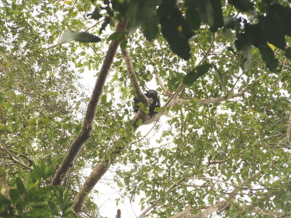 KOSTA RICA 'NIN YAŞIĞI Keşiş