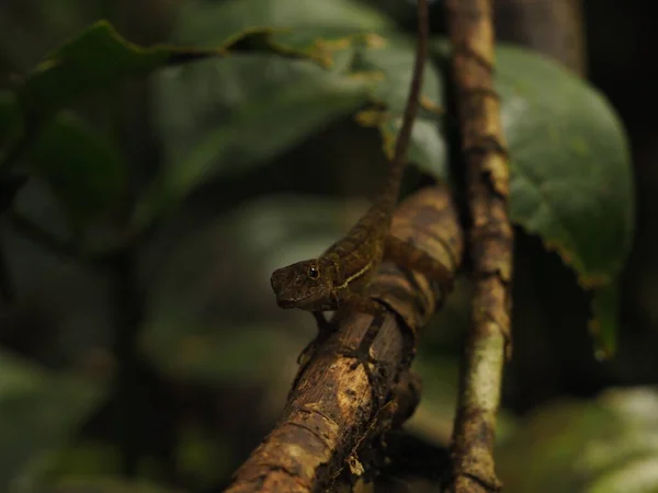 Wild Lizard Dem Jungle Costa Rica — Stockfoto