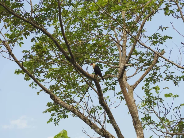 Oiseau Sauvage Dans Arbre Costa Rica — Photo