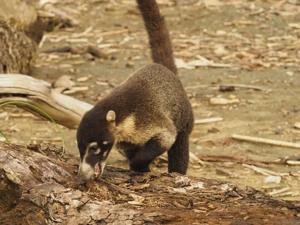 Kosta Rika ormanında vahşi koati