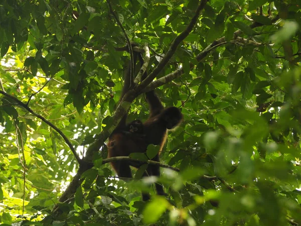 Mono Salvaje Jungle Costa Rica — Foto de Stock