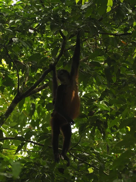 Mono Salvaje Jungle Costa Rica — Foto de Stock