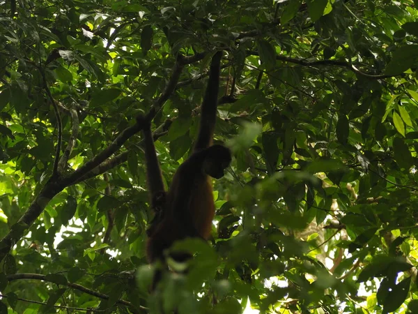 Wild Monkey Jungle Costa Rica — Stockfoto