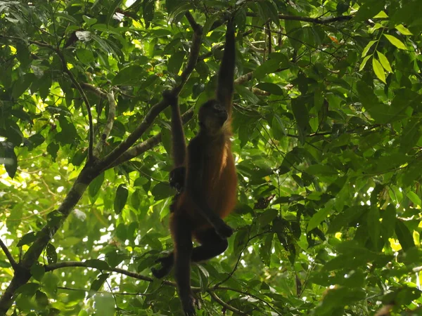 Wild Monkey Costa Rica Jungláljában — Stock Fotó
