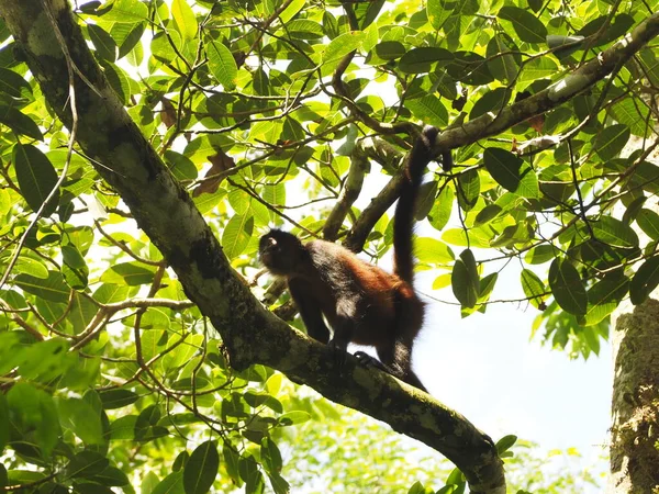 KOSTA RICA 'NIN YAŞIĞI Keşiş